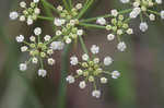 Water cowbane